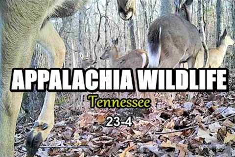 Appalachia Wildlife Video 23-4 from Trail Cameras in the Foothills of the Great Smoky Mountains