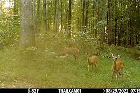 BONEYARD Wildlife | EP 16 | Appalachian Mountains Trail Camera Compilation 2022! Part 1 #nature