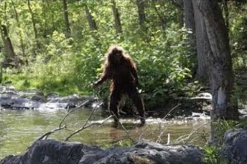 TRAIL CAM CAPTURES UNKNOWN PREDATOR WALKING ON CAM!