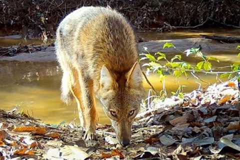 Face to Face with a PREDATOR! Trail Camera Videos January 2023