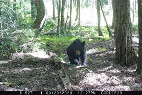 White Mountain National Forest Trail Cam Videos