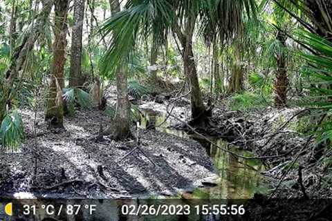 What the TRAILCAM CAPTURED in the Swamp.