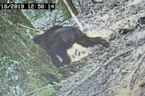 Trail Cam Just Discovered a Terrifying New Species That Changes Everything