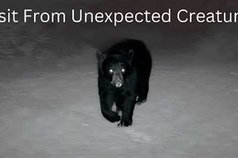 Game Trail Cam Videos - 2022 In Chronological Order - Near Nicolet National Forest in Wisconsin