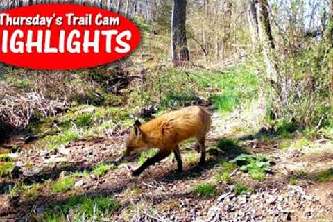 Briar Buffet, Pretty Red, Screech Owls, and Wiley Coyote: Thursday''s Trail Cam Highlights: 5.4.23