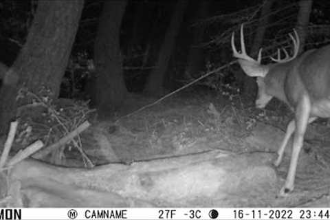 Trail Camera Video May 19, 2023