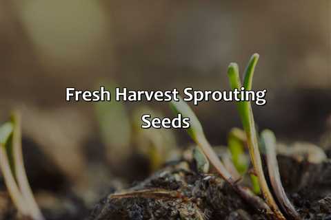 Fresh Harvest Sprouting Seeds