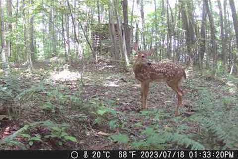 Actual Footage from the Campark T40 Trail Camera