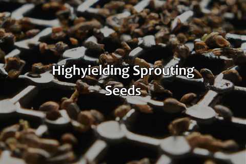 High-Yielding Sprouting Seeds