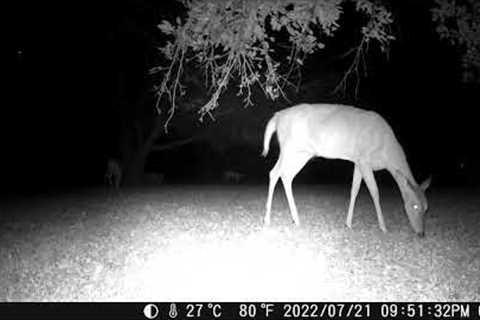 July 23rd 2022 Trail Camera Compilation Part D