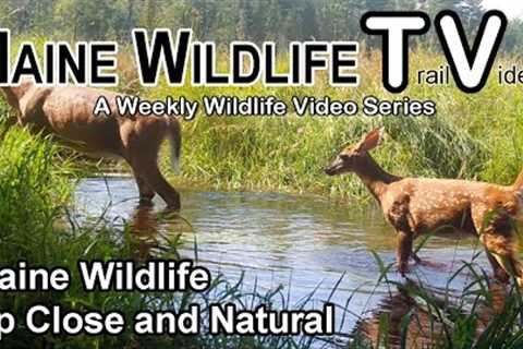 Maine Wildlife | Up Close & Natural | Trail Cam | Deer | Fawns | Buck | Coyote | Otter