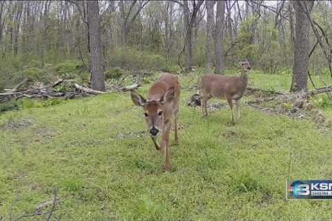 Hunters weigh in on KDWP trail camera ban