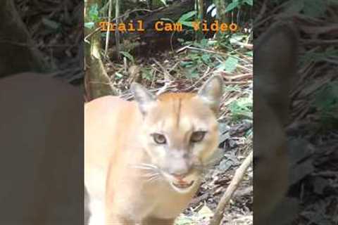 Puma Walks By Trail Cam