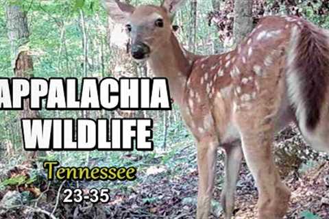 Appalachia Wildlife Video 23-35 of Trail Cameras in the Foothills of the Great Smoky Mountains