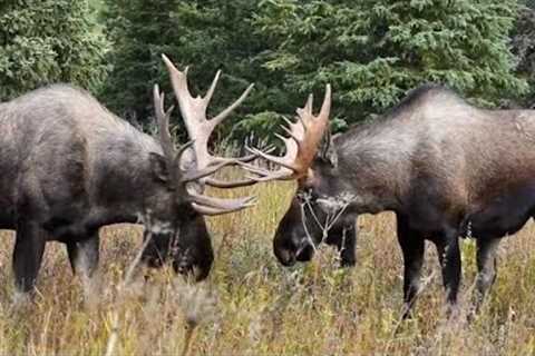 Moose Rut: Grunts, Cow Calls and Head Wagging