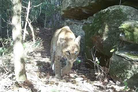 Highlights from August 2023 | Trail cam videos