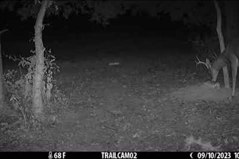 Trail camera capture’s