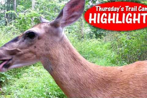 Deer Needs HEIMLICH? Daytime Coyote, Buck Splashes Water: Thursday''s Trail Cam Highlights: 9.14.23