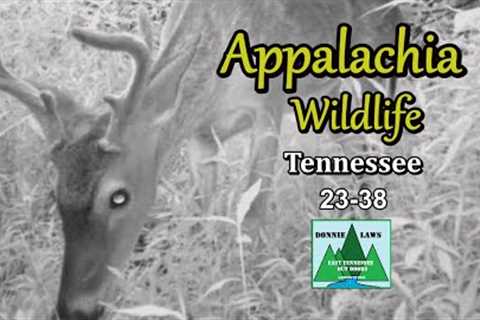 Appalachia Wildlife Video 23-38 from Trail Cameras in the Foothills of the Great Smoky Mountains