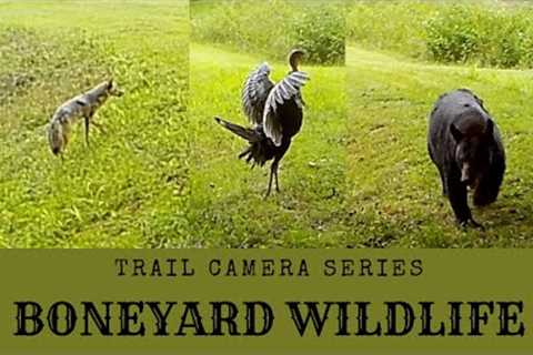 BONEYARD | Trail Camera Wildlife | Nature Video 9 19 23 #nature #wildlife