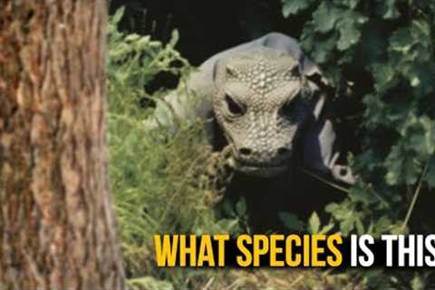 Clearest and Most Disturbing Trail Cam Footage EVER