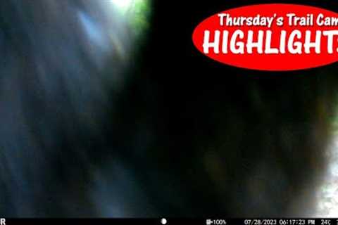 Hung a Trail Camera in State Forest LOOK What it Captured: Thursday''s Trail Cam Highlights: 9.28.23
