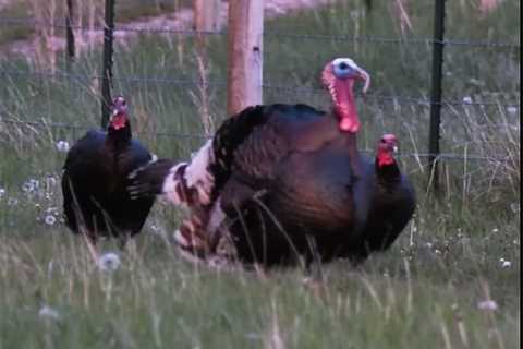 First Wild Turkey Bowhunt Report