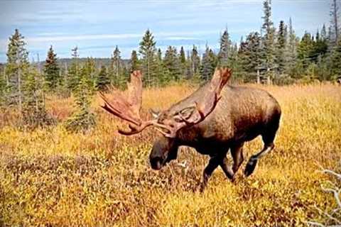 Charged by a Huge Bull Moose