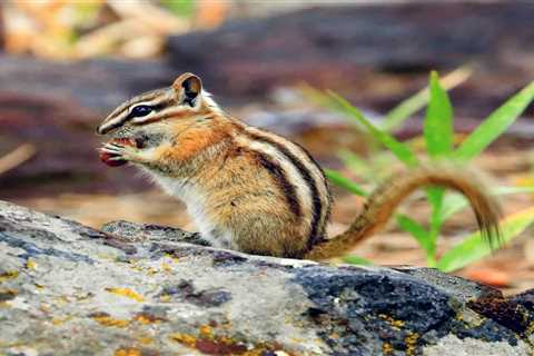 Catching Chipmunks: How to Trap and Remove Them Safely