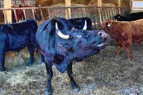 The Cattle''s Big Move