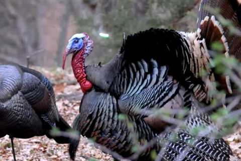 ‘Bow Only’ Goes After Nebraska Gobblers