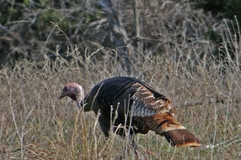 Do The Wild Turkey HEN WHINE!!!