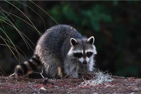 The Outdoors.com Guide to ‘Fighting’ off Tiny Animals—From Skunks to Mosquitoes