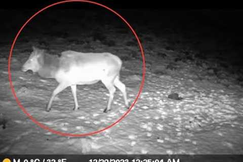 Elk on game Meidase S950 4G LTE Cellular Trail Camera, 32MP HD Game Camera