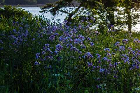A Beginner’s Guide to Sustainable Landscaping