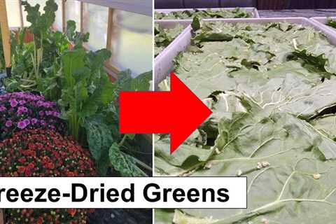 Freeze-Dried Greens