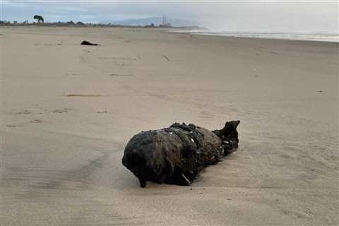 Santa Cruz Bomb Squad Called  After Powerful California Waves Revealed a Naval Practice Bomb on..