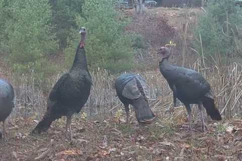 Let’s Watch Some Wild Turkeys On Video