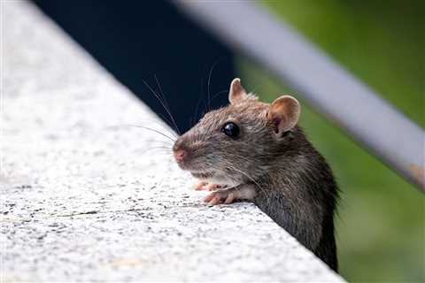 Helpful Mouse Secretly Filmed Tidying Man’s Shed Every Night