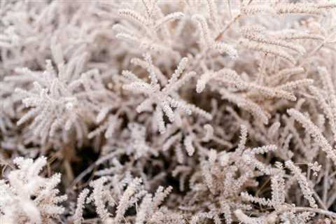 5 Key Strategies for Cold Climate Survival Gardening