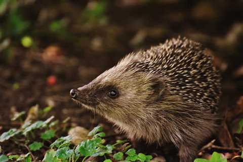 9 Best Coastal Foraging Tips for Emergency Sustenance