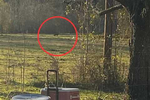 A Black Panther in Texas? A Mountain Lion in Connecticut? An Expert Sorts Fantasy from Reality