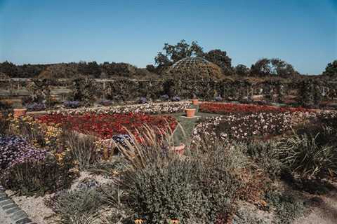 Top Drought-Resistant Plants for Your Survival Garden