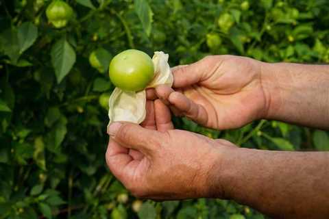 13 Tips for Rainwater Harvesting in Food Growth