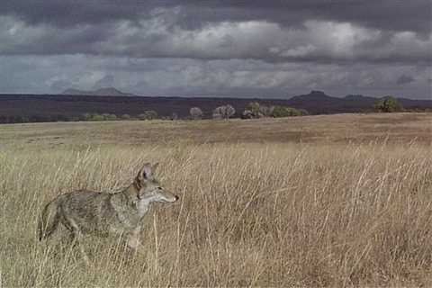 Organization Captures Thousands of Photos of Wildlife Living Along the U.S. and Mexico Border