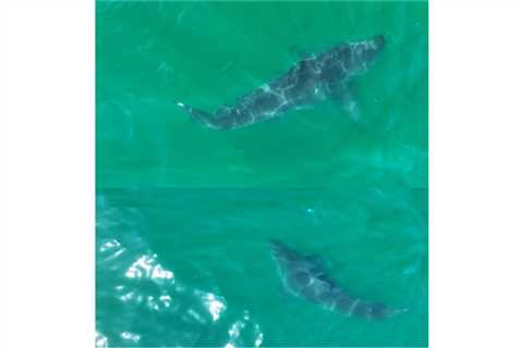 Put on ‘Baby Shark,’ There’s New Footage of a Newborn Great White