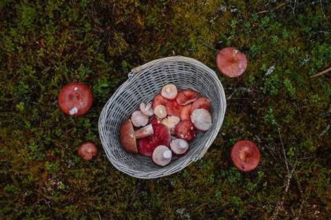 Foraging Edibles During Drought: A How-To Guide