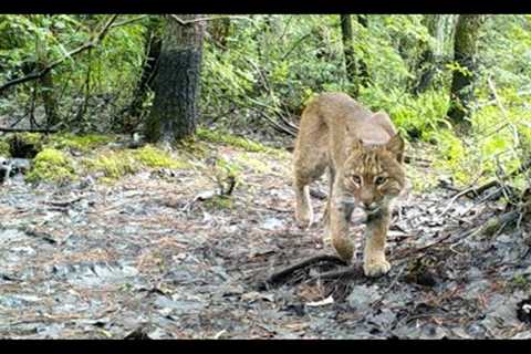 September Trail Cam Videos