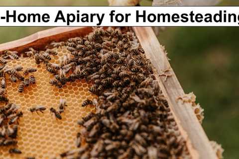 Should You Choose an At-Home Apiary?