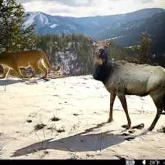 Best Wildlife Cellular Trail Camera Footage In Idaho | March 2024
